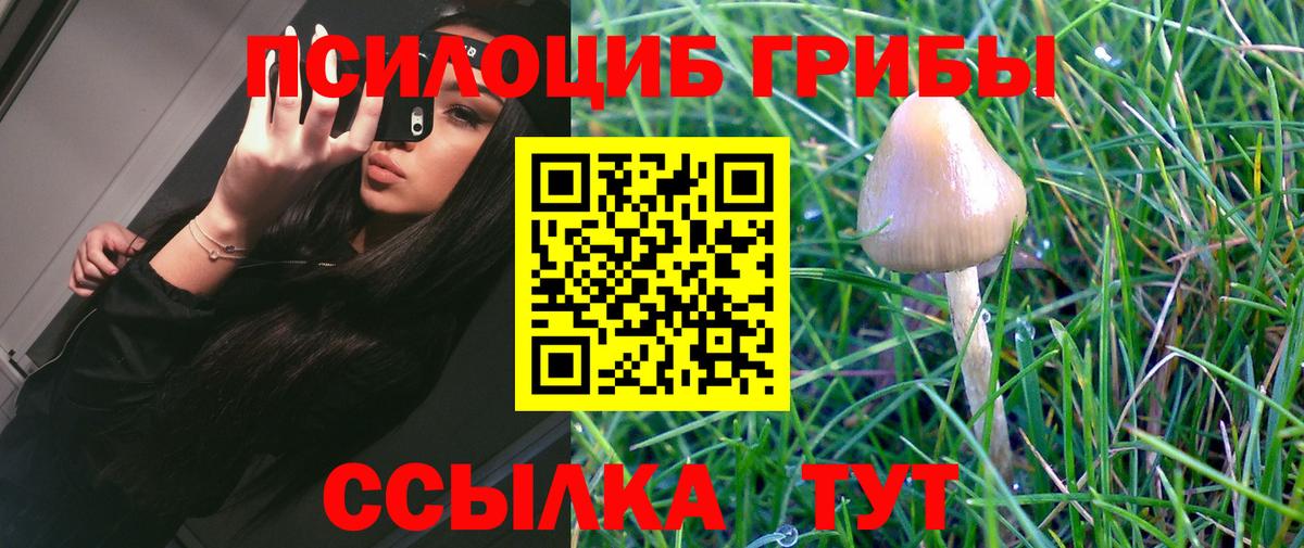 Галлюциногенные грибы Psilocybe  Вход с VPN  Псилоцибиновые грибы Psilocybe  Сосновый Бор 